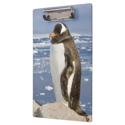 Gentoo Penguin Klemmbrett (Links)