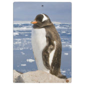 Gentoo Penguin Klemmbrett (Rückseite)