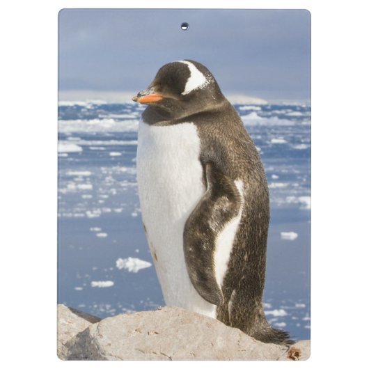 Gentoo Penguin Klemmbrett (Rückseite)