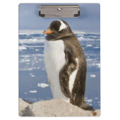 Gentoo Penguin Klemmbrett (Vorderseite)