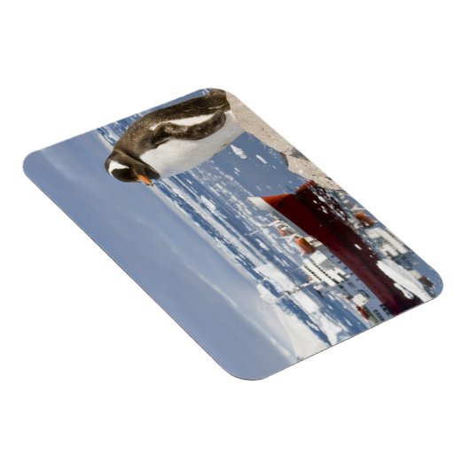 Gentoo Penguin Magnet (Rechte Seite)