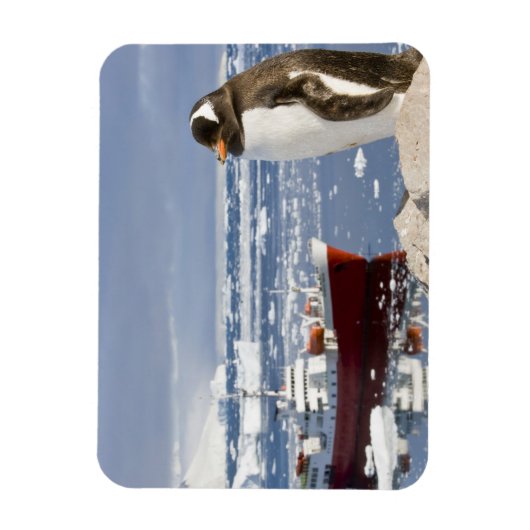 Gentoo Penguin Magnet (Vertikal)