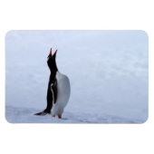 Gentoo penguin magnet (Horizontal)