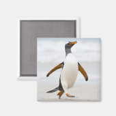 Gentoo Penguin Magnet (Vorderseite/Rückseite)
