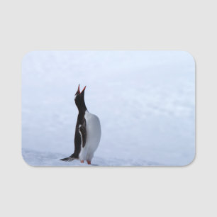 Gentoo penguin namensschild