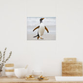 Gentoo Penguin Poster (Küche)