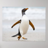 Gentoo Penguin Poster (Vorne)