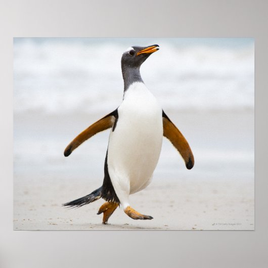 Gentoo Penguin Poster (Vorne)