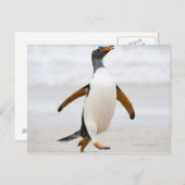 Gentoo Penguin Postkarte (Vorne/Hinten)