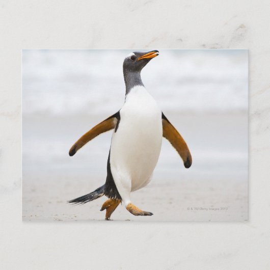 Gentoo Penguin Postkarte (Vorderseite)