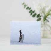 Gentoo penguin postkarte (Stehend Vorderseite)