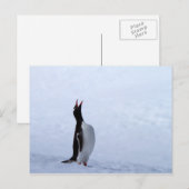 Gentoo penguin postkarte (Vorne/Hinten)