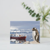 Gentoo Penguin Postkarte (Stehend Vorderseite)