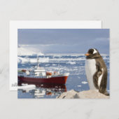 Gentoo Penguin Postkarte (Vorne/Hinten)