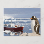 Gentoo Penguin Postkarte (Vorderseite)