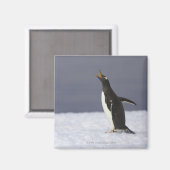 Gentoo penguin (Pygoscelis papua) adult bird Magnet (Vorderseite/Rückseite)