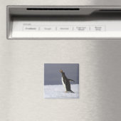 Gentoo penguin (Pygoscelis papua) adult bird Magnet (In Situ (Geschirrspüler))