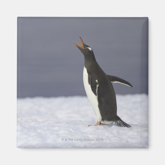 Gentoo penguin (Pygoscelis papua) adult bird Magnet (Vorne)