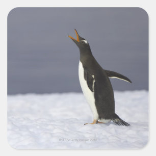 Gentoo penguin (Pygoscelis papua) adult bird Quadratischer Aufkleber