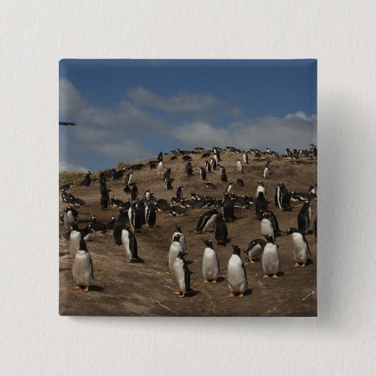 Gentoo Penguin (Pygoscelis papua) Kolonie im Weste Button (Vorderseite)