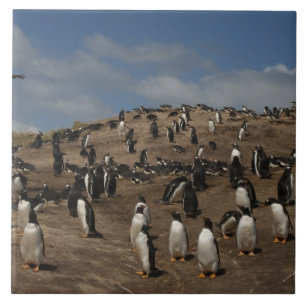 Gentoo Penguin (Pygoscelis papua) Kolonie im Weste Fliese