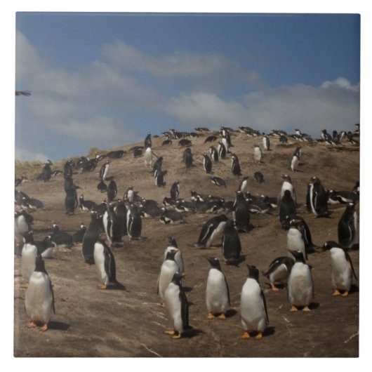 Gentoo Penguin (Pygoscelis papua) Kolonie im Weste Fliese (Vorderseite)