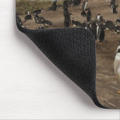 Gentoo Penguin (Pygoscelis papua) Kolonie im Weste Mousepad (Ecke)