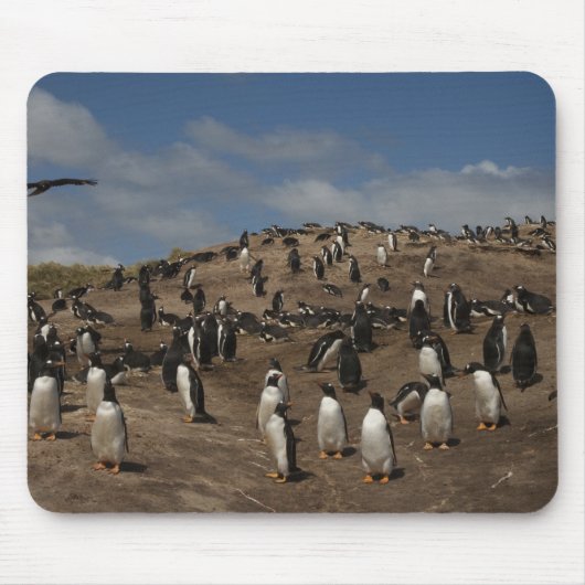 Gentoo Penguin (Pygoscelis papua) Kolonie im Weste Mousepad (Vorne)