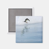Gentoo penguin (Pygoscelis papua) Magnet (Vorderseite/Rückseite)