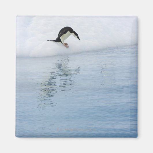 Gentoo penguin (Pygoscelis papua) Magnet (Vorne)