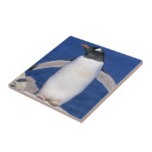 Gentoo Penguin Pygoscelis papua) Port Fliese (Seite)
