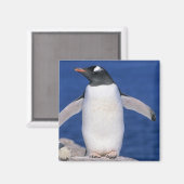 Gentoo Penguin Pygoscelis papua) Port Magnet (Vorderseite/Rückseite)