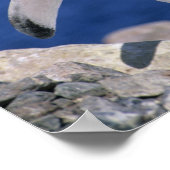 Gentoo Penguin Pygoscelis papua) Port Poster (Ecke)