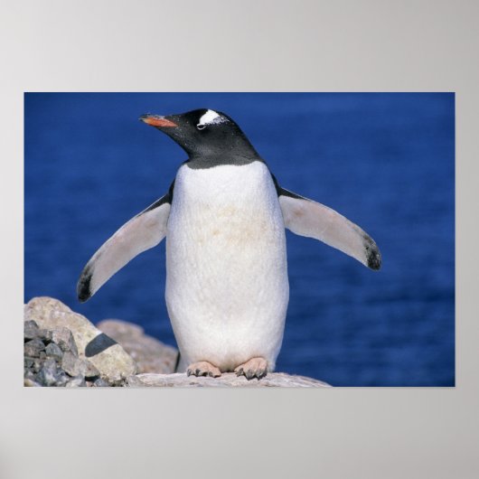 Gentoo Penguin Pygoscelis papua) Port Poster (Vorne)