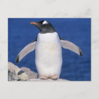 Gentoo Penguin Pygoscelis papua) Port