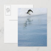 Gentoo penguin (Pygoscelis papua) Postkarte (Vorne/Hinten)