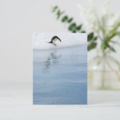 Gentoo penguin (Pygoscelis papua) Postkarte (Stehend Vorderseite)