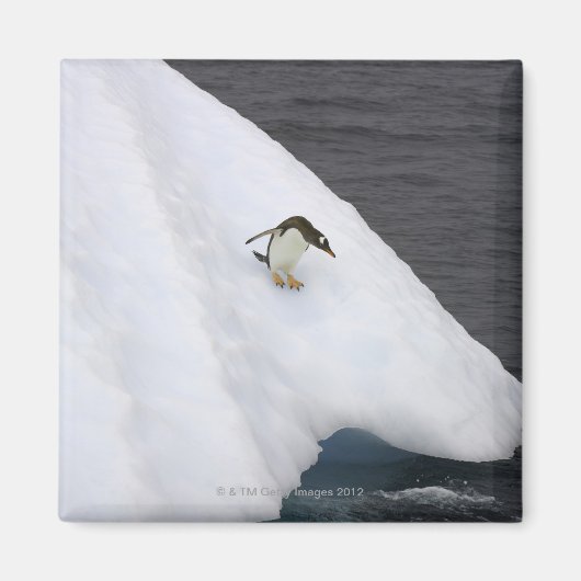 Gentoo penguin Pygoscelis papua) standing Magnet (Vorne)