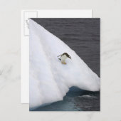 Gentoo penguin Pygoscelis papua) standing Postkarte (Vorne/Hinten)