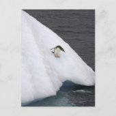Gentoo penguin Pygoscelis papua) standing Postkarte (Vorderseite)