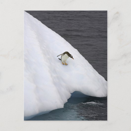 Gentoo penguin Pygoscelis papua) standing Postkarte (Vorderseite)