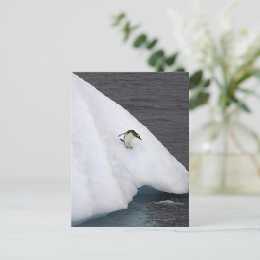 Gentoo penguin Pygoscelis papua) standing Postkarte (Stehend Vorderseite)