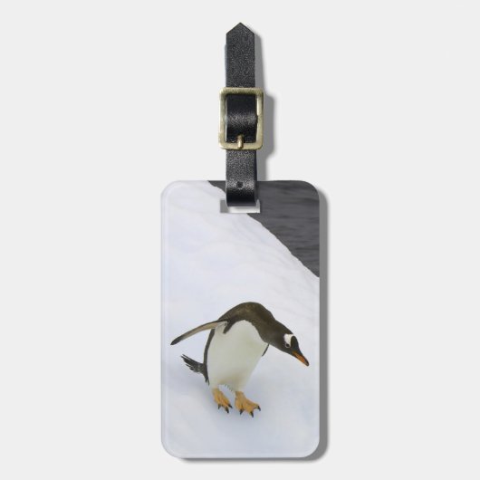 Gentoo Penguin Pygoscelis Papua) stehend Gepäckanhänger (Vorderseite vertikal)