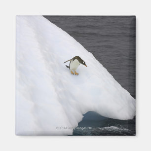 Gentoo Penguin Pygoscelis Papua) stehend Magnet