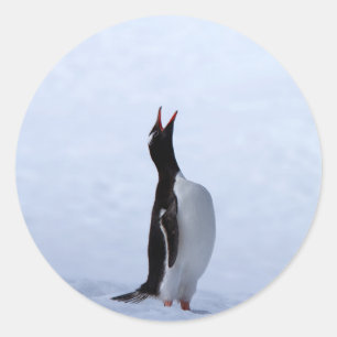 Gentoo penguin runder aufkleber