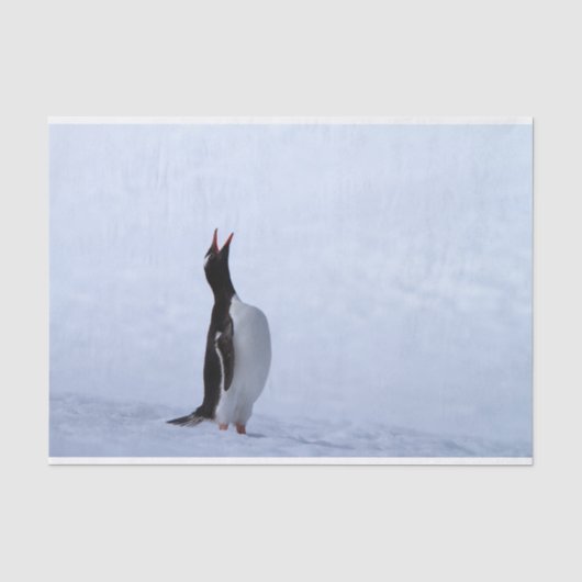 Gentoo penguin seidenpapier (Vorderseite)