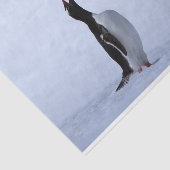 Gentoo penguin seidenpapier (Ausschnitt)