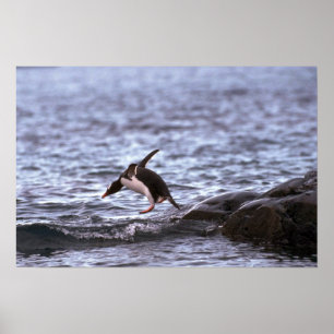 Gentoo Penguin springt ins Wasser Poster