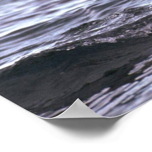 Gentoo Penguin springt ins Wasser Poster (Ecke)