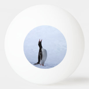 Gentoo penguin tischtennisball